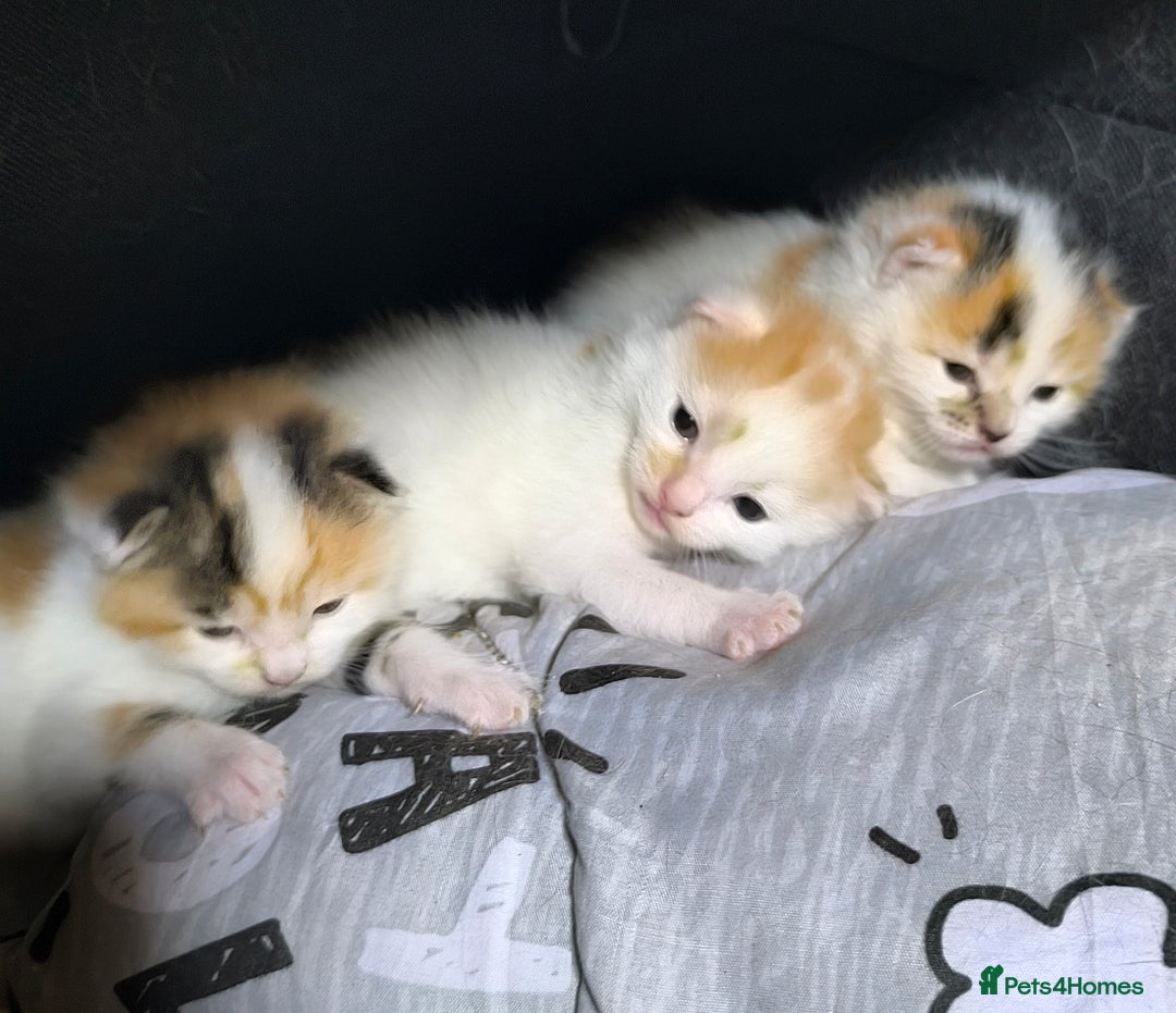 Domestic Shorthair cats for sale: 3 beautiful kittens - Image 5