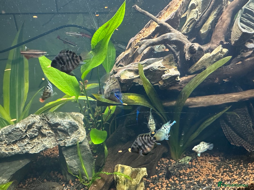 Cichlids fish for sale: Polar Blue Parrot Fish - Image 3