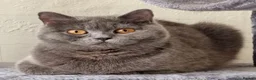 British Shorthair cats for sale: British Shorthair X Maincoon Kittens - Advert 6