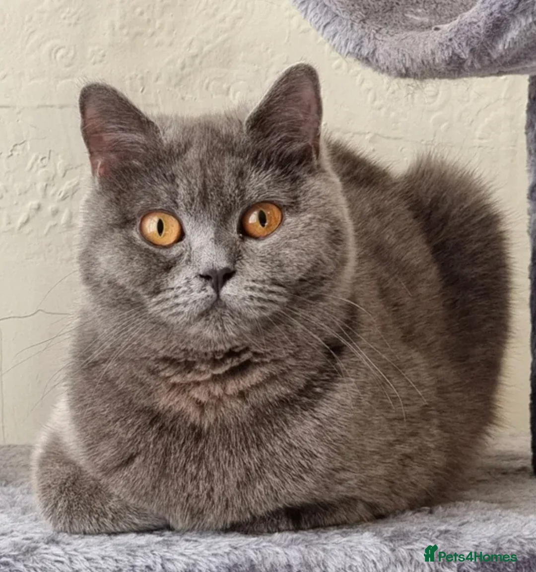 British Shorthair cats for sale: British Shorthair X Maincoon Kittens - Advert 6