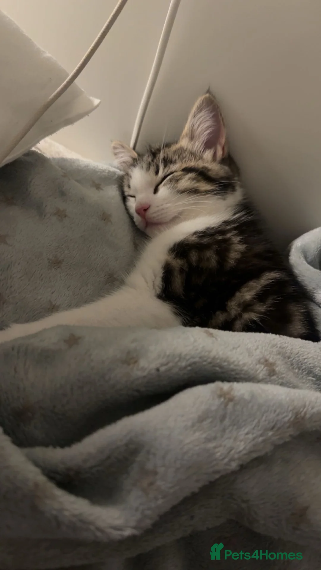 Mixed Breed cats for sale: Domestic short hair mixed with British short hair  - Advert 2