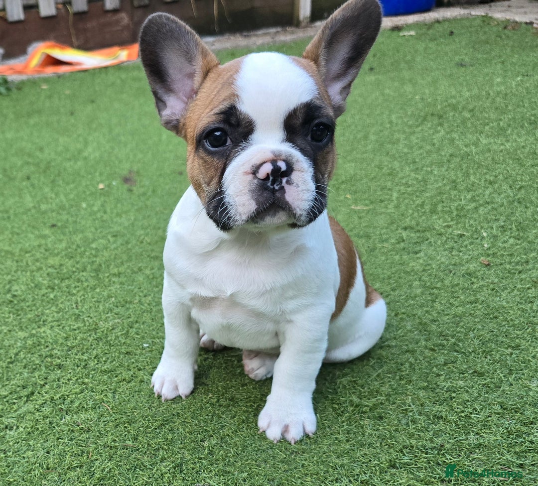 French Bulldog dogs for sale: Adorable Frenchie Puppies Seeking Forever Homes - Image 7