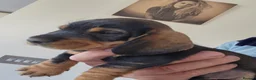 Dachshund dogs for sale: Working teckel pups.  - Advert 16