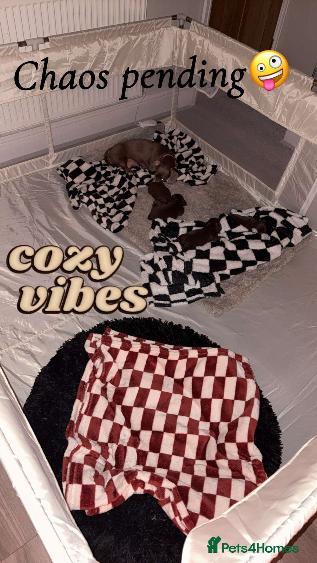 Miniature Dachshund dogs for sale: Our chocolate and tan pups  - Advert 5