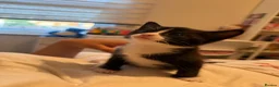 Mixed Breed cats for sale: Beautiful Mother Cat & 4 Lovely Kittens - Advert 17