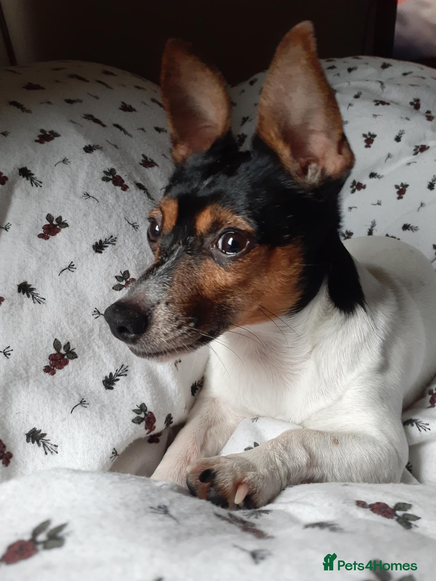 Mixed Breed dogs Arco - Jack Russell/Chihuahua X for Stud - Advert 1