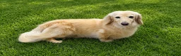 Miniature Dachshund dogs for stud: Falcor for Stud only - Advert 3