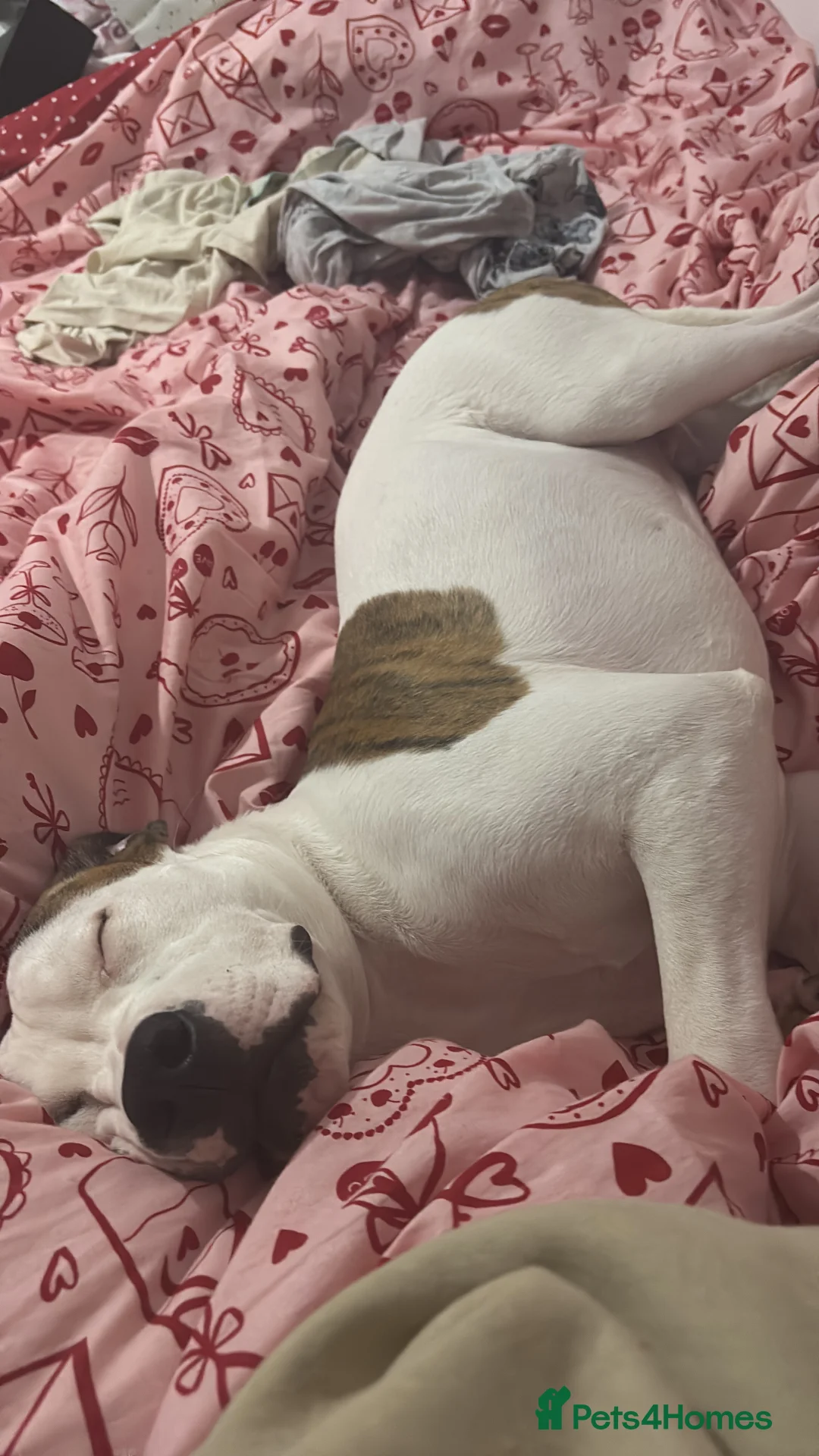 American Bulldog dogs for sale: Frank - Advert 6