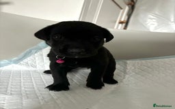 Labrador Retriever dogs for sale: 9 Beautiful Labrador Puppies For Sale  - Image 20