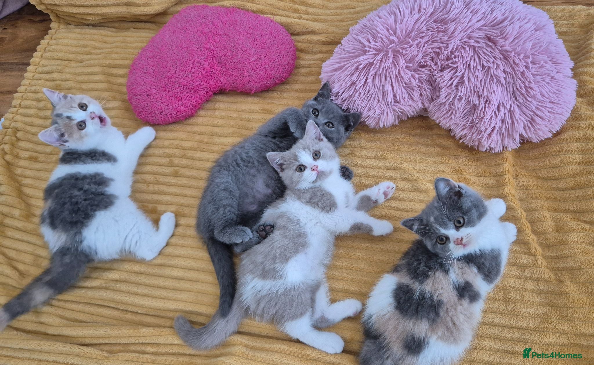 British Shorthair cats  From GCCF parents with champions in line,BSH  - Advert 2