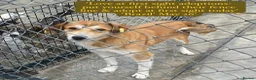 Mixed Breed dogs for adoption: Brazil, 5-6 yrs old. Available for adoption. in Brixham - Advert 4