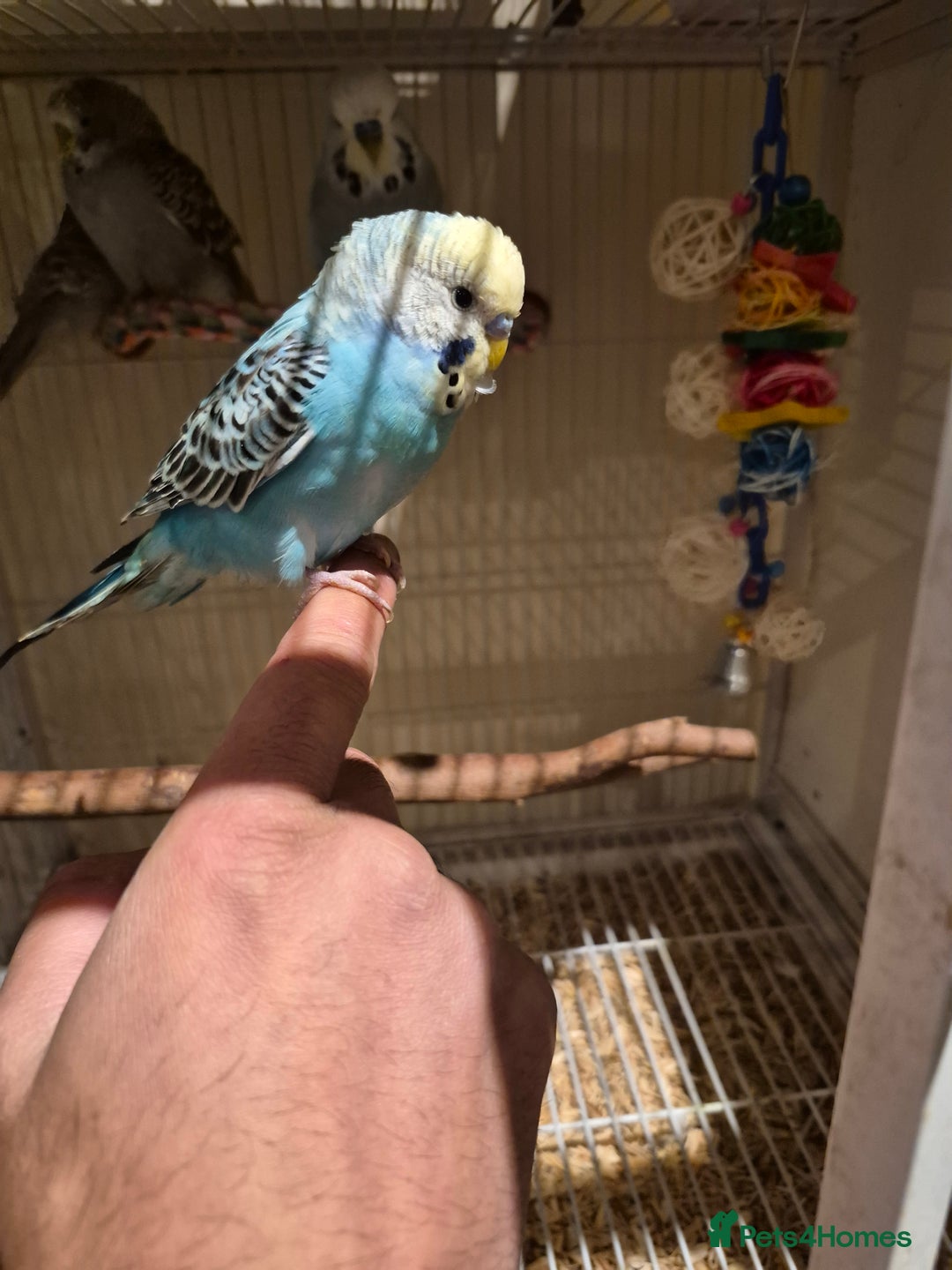 Budgerigars birds for sale: Budgies for sale all beautiful colours 🧡❤️💛 - Advert 4