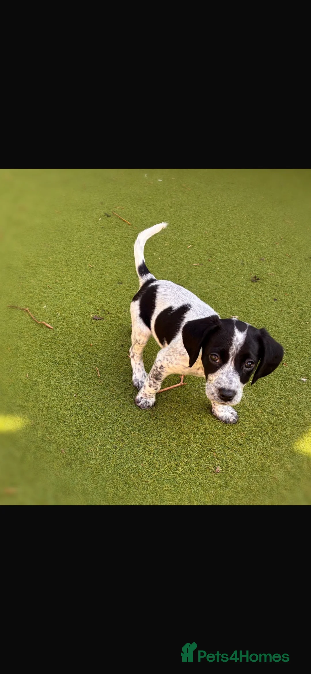 Mixed Breed dogs for sale: Gorgeous girl Nala in Rugby - Advert 7