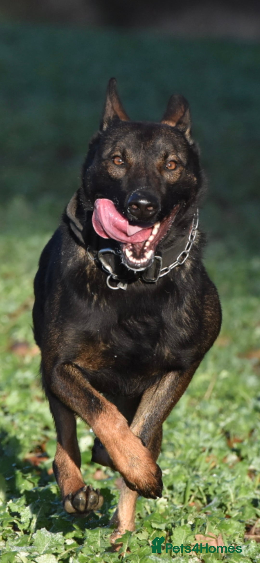 Belgian Shepherd Dog dogs for sale: Exclusive bloodlines  - Advert 27