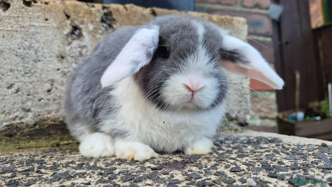 Mini Lop rabbits for sale: 2 mini lops left 1 boy 1 girl  - Advert 5