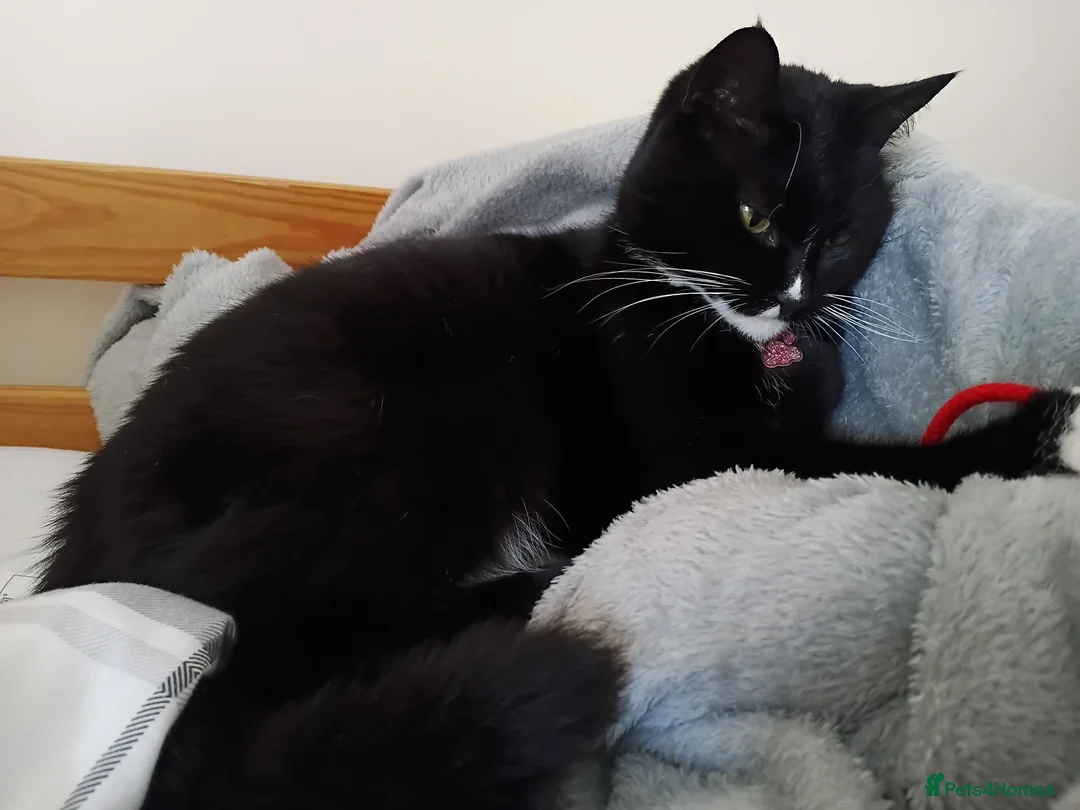 Domestic Shorthair cats for sale: Black & White domestic shorthair  - Advert 2