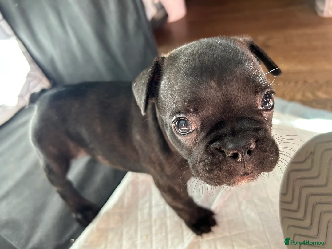 French Bulldog dogs for sale: French bulldog for sale - Advert 2