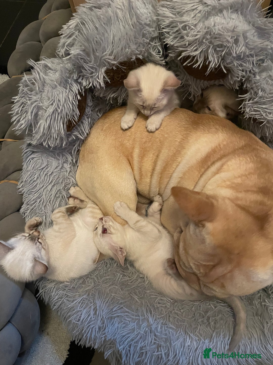 Bengal cats for sale: ABSOLUTELY BEAUTIFUL KITTENS 🐈‍⬛ XX - Advert 1