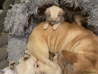 Bengal cats ABSOLUTELY BEAUTIFUL KITTENS 🐈⬛ XX - Advert 2