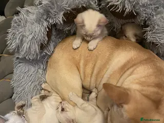 Bengal cats ABSOLUTELY BEAUTIFUL KITTENS 1 BOY LEFT DTTW 🐈⬛ - Advert 14