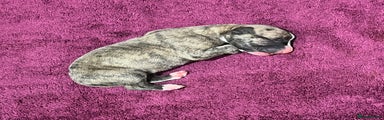 Whippet Puppy 1
