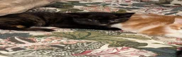 Mixed Breed cats for sale: 3 Kittens Looking for Their Forever Homes in Kenley - Advert 2