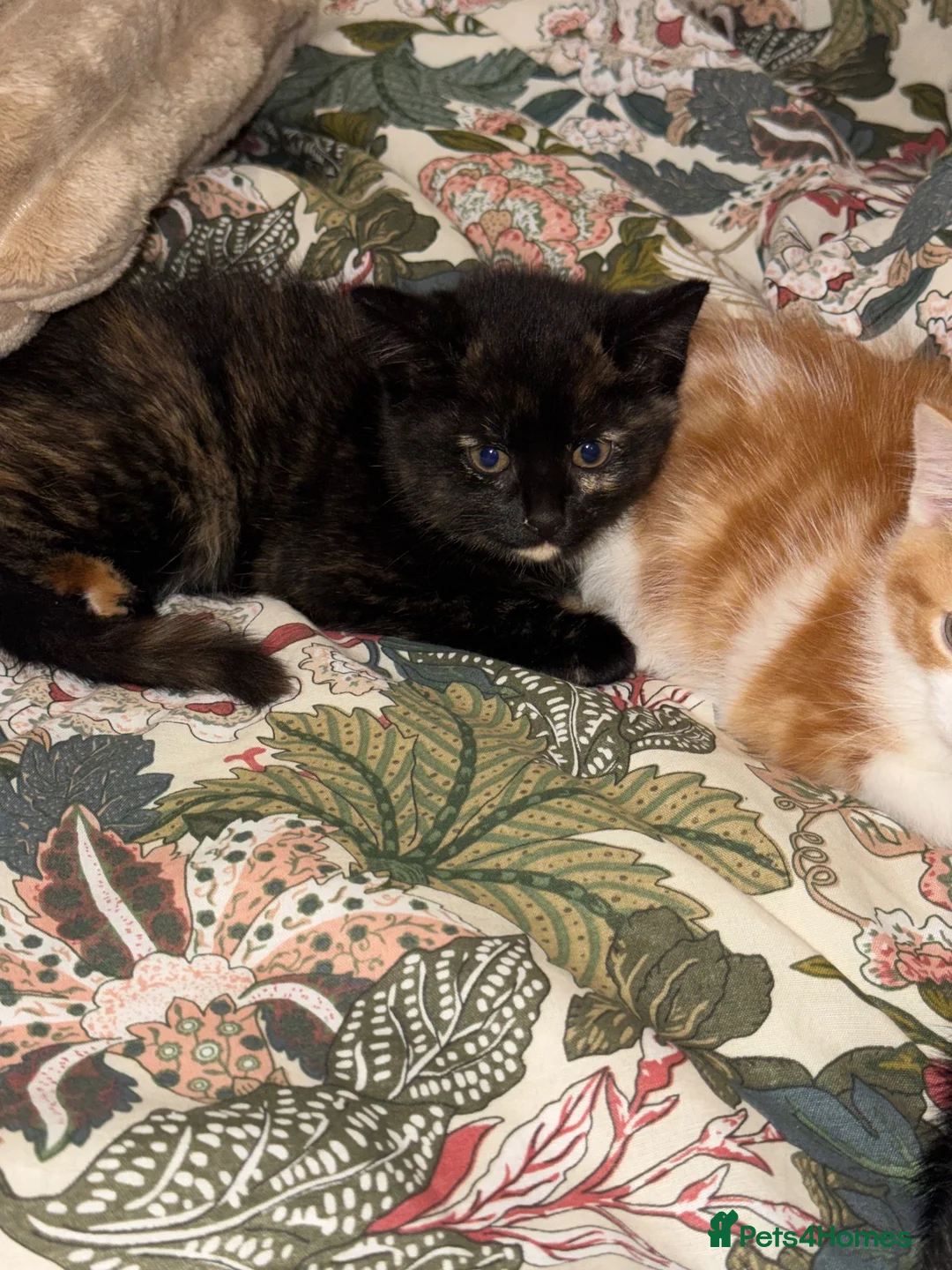 Mixed Breed cats for sale: 3 Kittens Looking for Their Forever Homes in Kenley - Advert 2