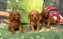 Cavapoo dogs for sale: Lovely litter of F1 Cavapoos - Advert 8