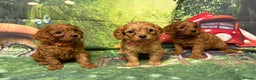 Cavapoo dogs for sale: Lovely litter of F1 Cavapoos - Advert 8