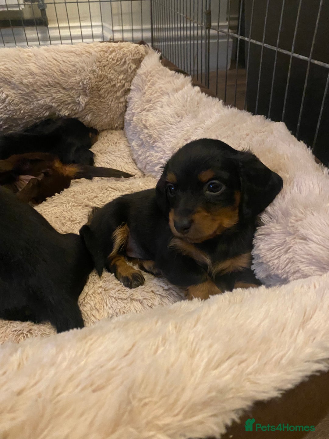 Miniature Dachshund dogs for sale: Longhaired miniature dachshund  - Image 8