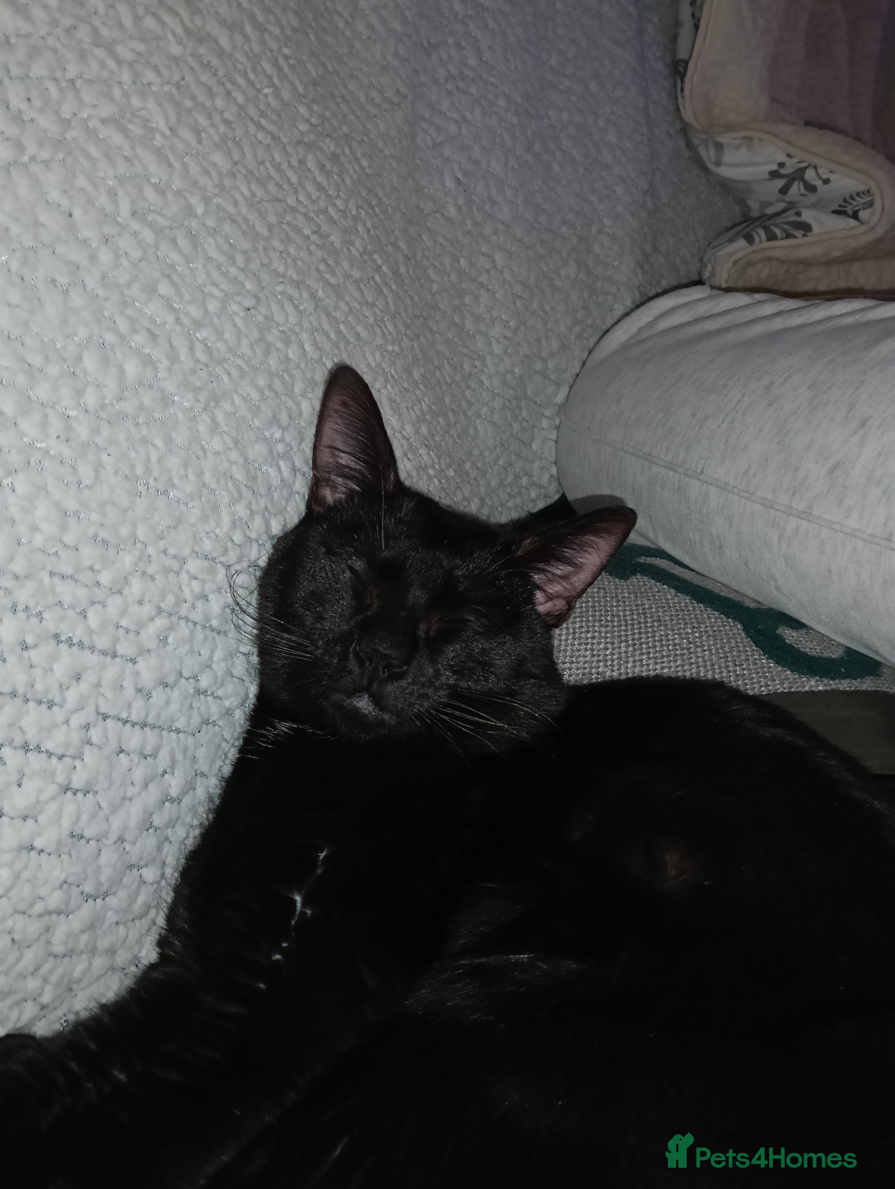 Bombay cats Beautiful black cat - Advert 12