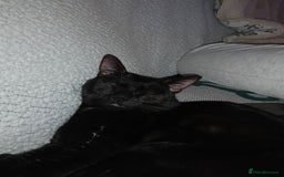 Bombay cats for sale: Beautiful black cat - Advert 1