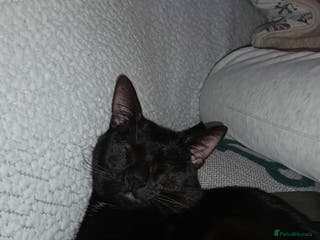 Bombay cats Beautiful black cat - Advert 12