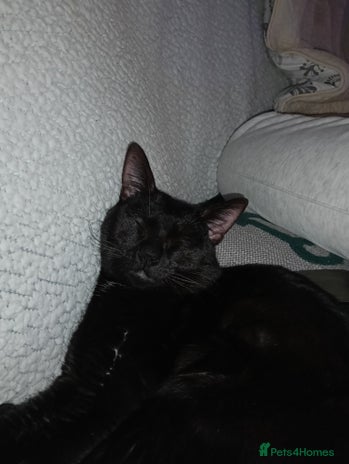 Bombay cats Beautiful black cat - Advert 2