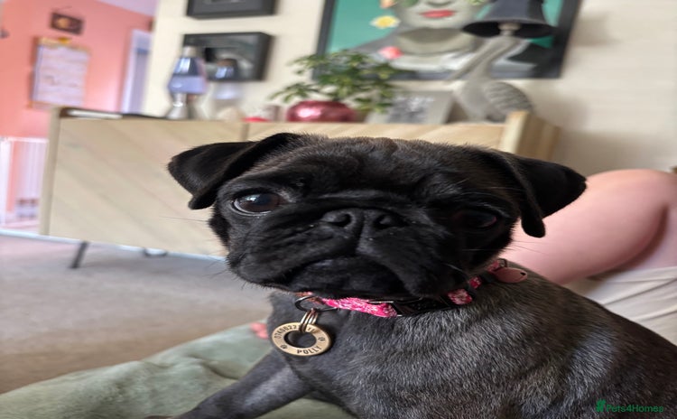 Pug dogs - Advert 14
