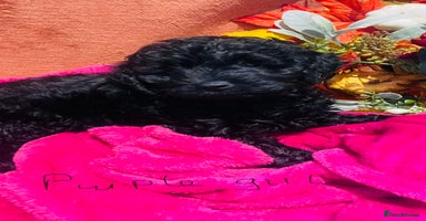 Mixed Breed dogs Gorgeous cockapoos  - Advert 2