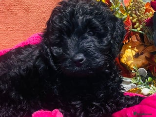 Mixed Breed dogs Gorgeous cockapoos - Advert 7