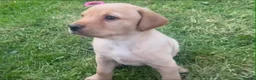 Labrador Retriever dogs for sale: 9 Labrador puppies looking for forever homes ❤️ - Advert 11