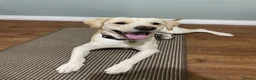 Labrador Retriever dogs for sale: Labrador Retriever puppies due 10th Oct 2026  in High Peak - Advert 1