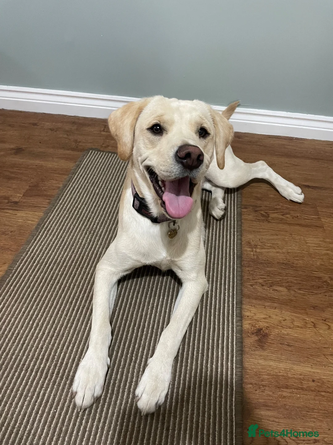 Labrador Retriever dogs for sale: Labrador Retriever puppies due 10th Oct 2026  in High Peak - Advert 1