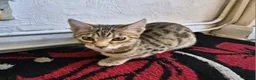 Bengal cats for sale: Brown Bengal Kitten - Advert 1