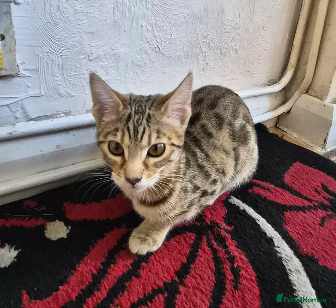 Bengal cats for sale: Brown Bengal Kitten - Advert 1