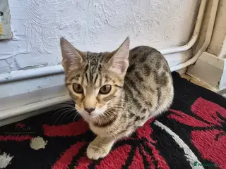 Bengal cats Brown Bengal Kitten - Advert 4