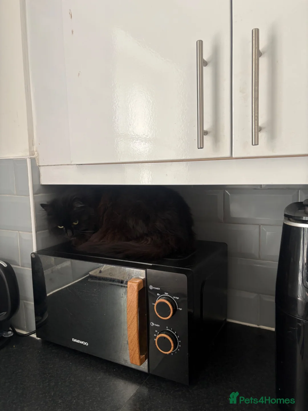 Ragdoll cats for sale: Missy - Advert 2