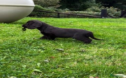 Cocker Spaniel dogs for sale: 2 beautiful Working cocker spaniel pups for sale - Image 8