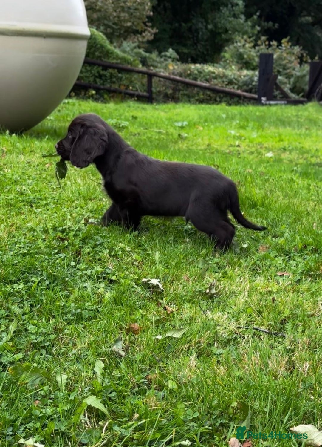 Cocker Spaniel dogs for sale: 2 beautiful Working cocker spaniel pups for sale - Image 8
