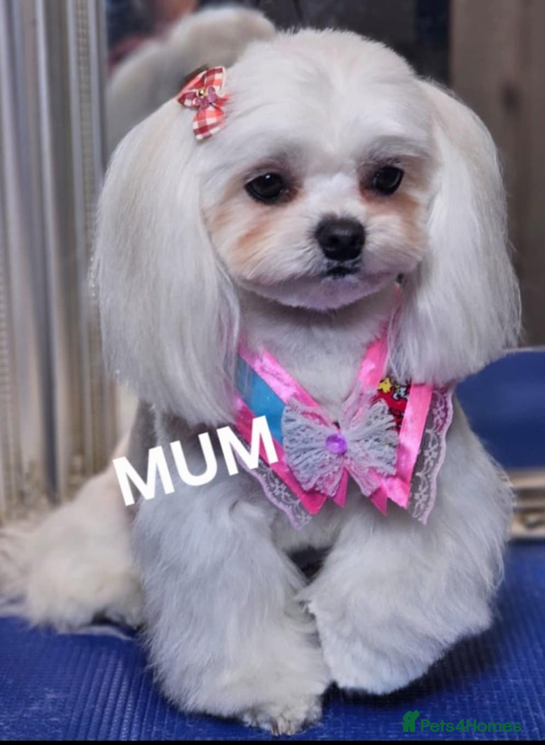 Maltipoo dogs for sale: F1 Beautiful Maltipoo Girls - Advert 14
