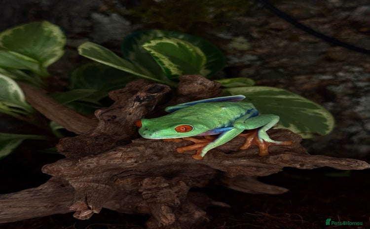 Frog reptiles Red eye tree frog Male (He is the one in the pic) - Advert 2