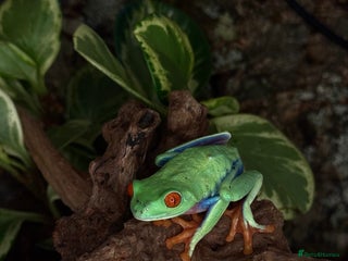 Frog reptiles Red eye tree frog Male (He is the one in the pic) - Advert 2