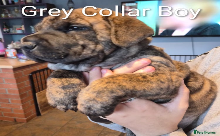 Mixed Breed dogs - Advert 4